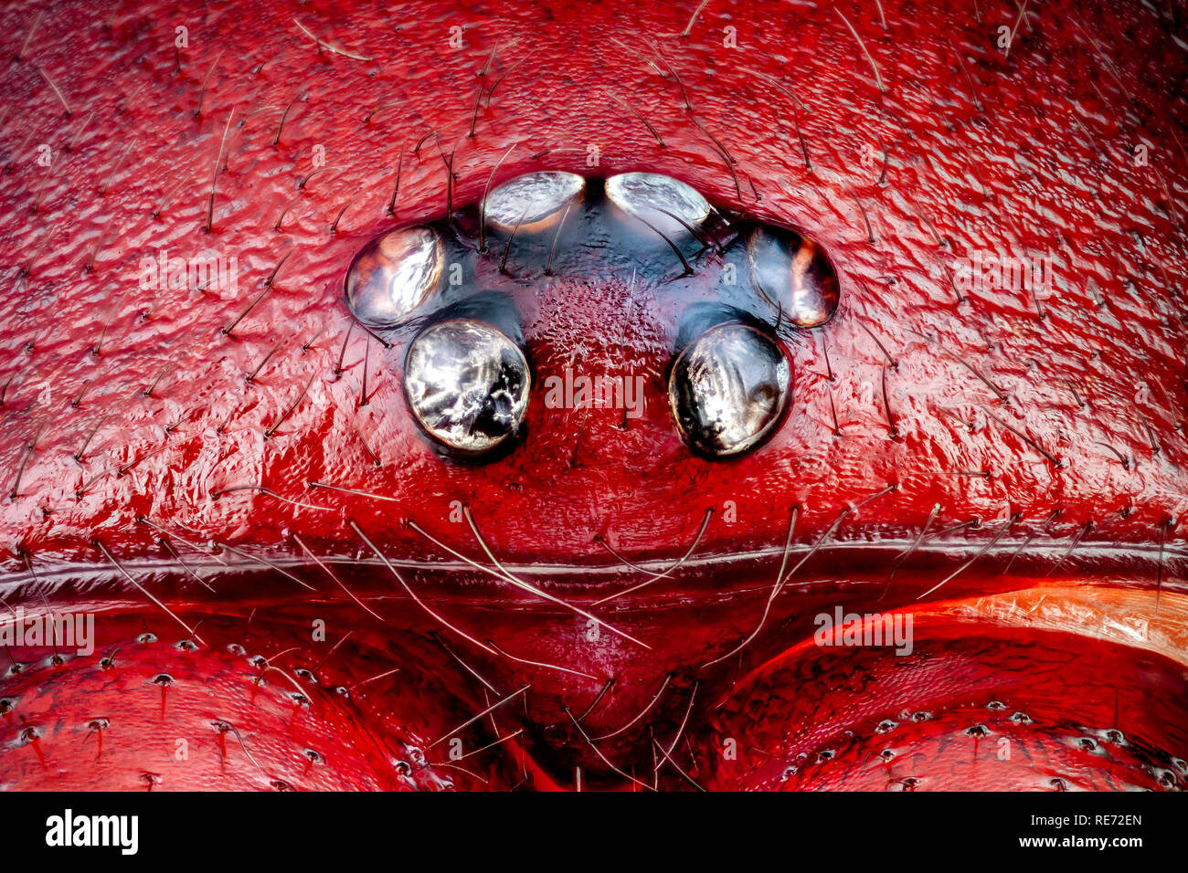 Extreme macro of a Woodlouse Hunter male spider head and eyes (Dysdera crocata) magnified 10 times. Real life frame width is 2mm. Stock Photo