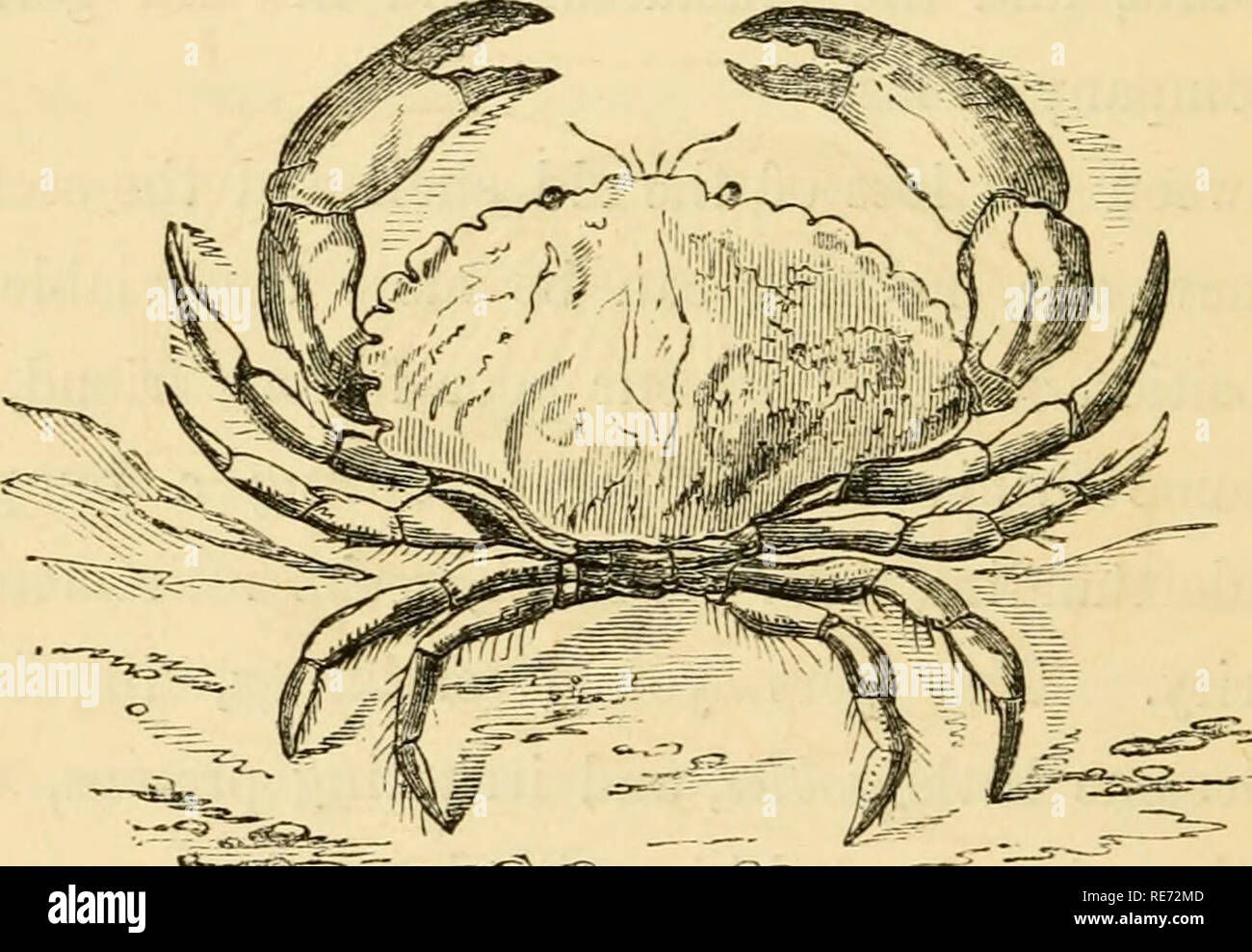 . Crab, shrimp, and lobster lore, gathered amongst the rocks at the sea-shore, by the riverside, and in the forest. Shrimps; Crabs; Lobsters. 8 CRAB, SHRIMP, AND LOBSTER LORE. take place at regular and stated intervals in the lives of the larger Crustacea, as rapidity of growth in par- ticular individuals would tend to accelerate the period for change, and it appears probable, from the number and size of the marine molluscse constantly found adhering to the shells of fully-matured specimens (oysters of even six years' growth having been so dis- covered), that the changes of shell become less f Stock Photo