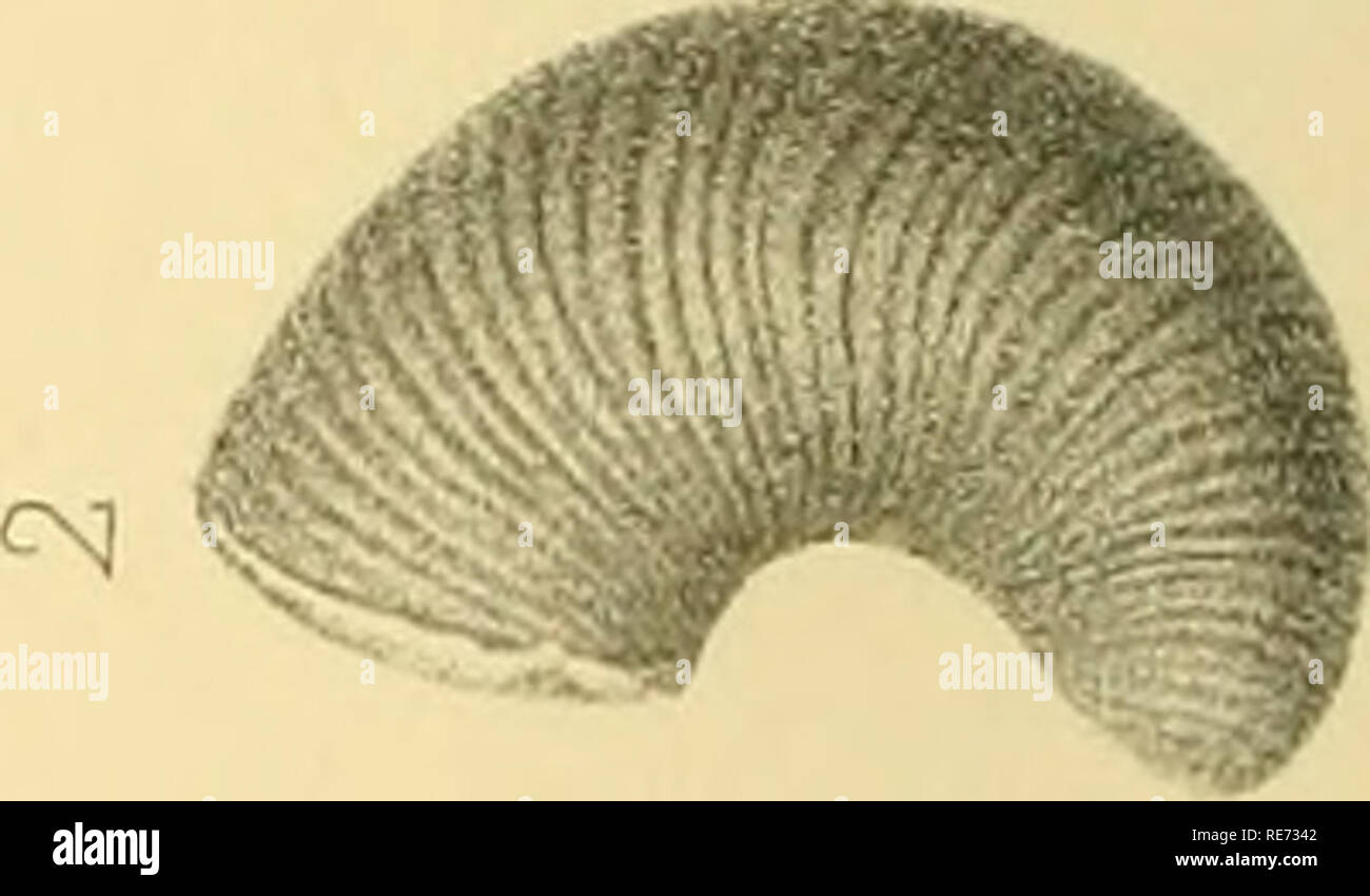 c-phalopodes-tudes-g-n-rales-extraits-du-syst-me-silurien-du