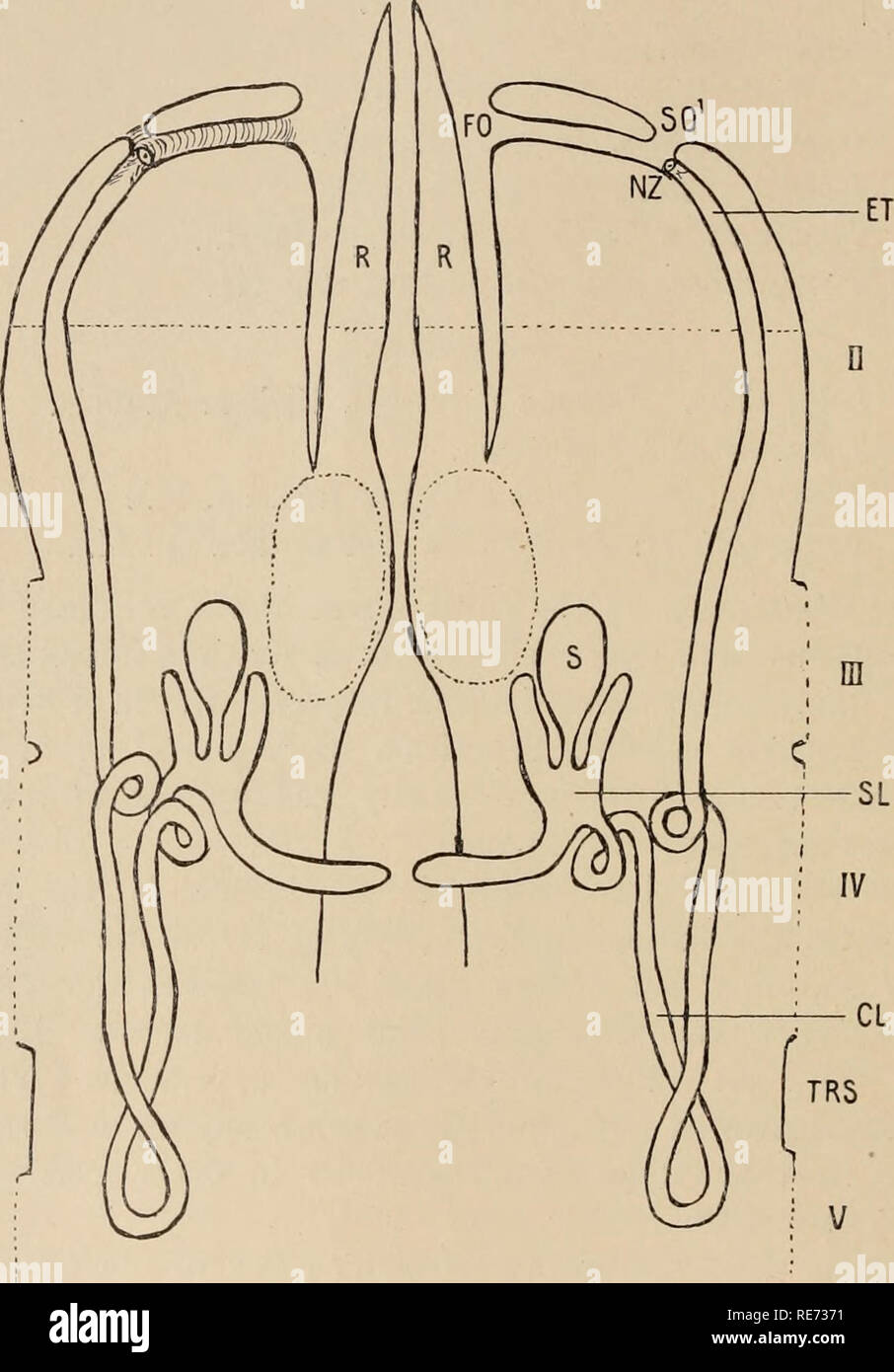 . Coxal glands of the arachnids. Arachnida Anatomy. 250 B. H. Buxton