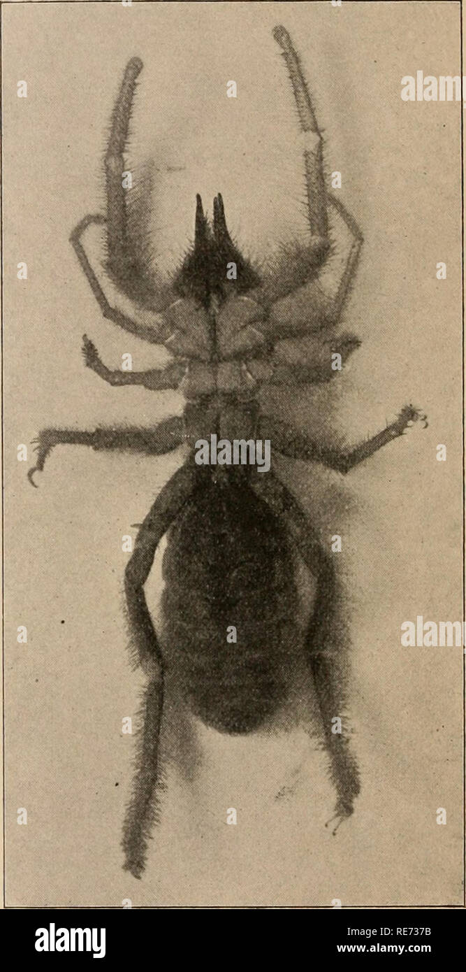 . Coxal glands of the arachnids. Arachnida -- Anatomy. B Paragaleodes sp.?. Please note that these images are extracted from scanned page images that may have been digitally enhanced for readability - coloration and appearance of these illustrations may not perfectly resemble the original work.. Buxton, Bertram Henry, 1852-1934. Jena, G. Fischer Stock Photo