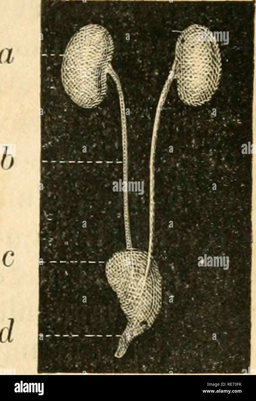 Page 10 - 162 G High Resolution Stock Photography and Images ...