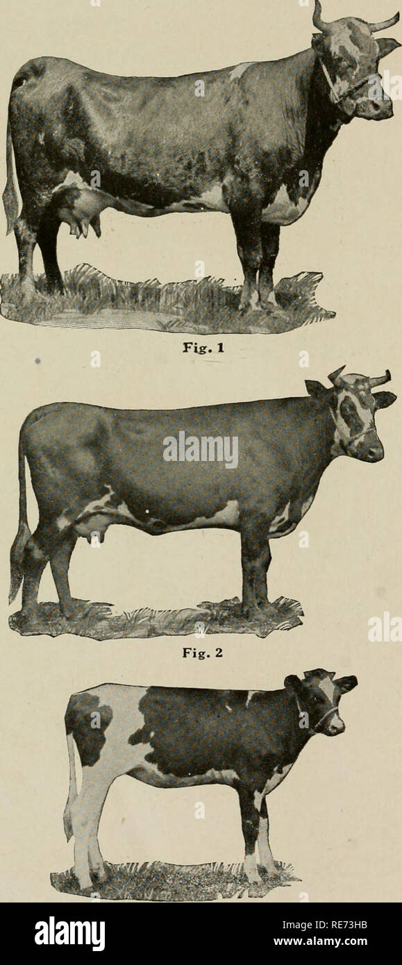 . The cow makes farming more profitable ... Dairying. 44 THE COW MAKES FARMING MORE PROFITARLE fr^OTICE the increase in milk and butter fat production of the ICI First Cross over the Scrub Cow. There is also an increase of nearly 50 per cent in the amount of milk given by the cow shown in Fig. 2. (Photos pages 43 to 47 Courtesy Iowa Experiment Station.). Fig. 3 Fig. 1. Scrub cow. Best record, 4588.4 lbs. milk, and 201.67 lbs. fat. Six years old when photographed. Fig. 2. Holstein X cow, first cross, daughter of scrub cow shown in Fig. 1. Four year old record, 6822.8 lbs. milk and 283.75 lbs. f Stock Photo