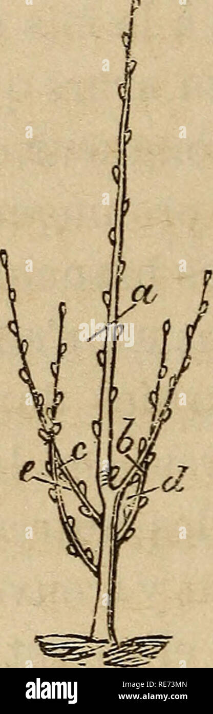 Cours pratique de la culture et de la taille des arbres fruitiers.  Fruit-culture. Vis. 40. 88 SIXIEME LEÃON. stituÃ©s ; ceux de la base mal  constituÃ©s peuvent rester dormants ; il