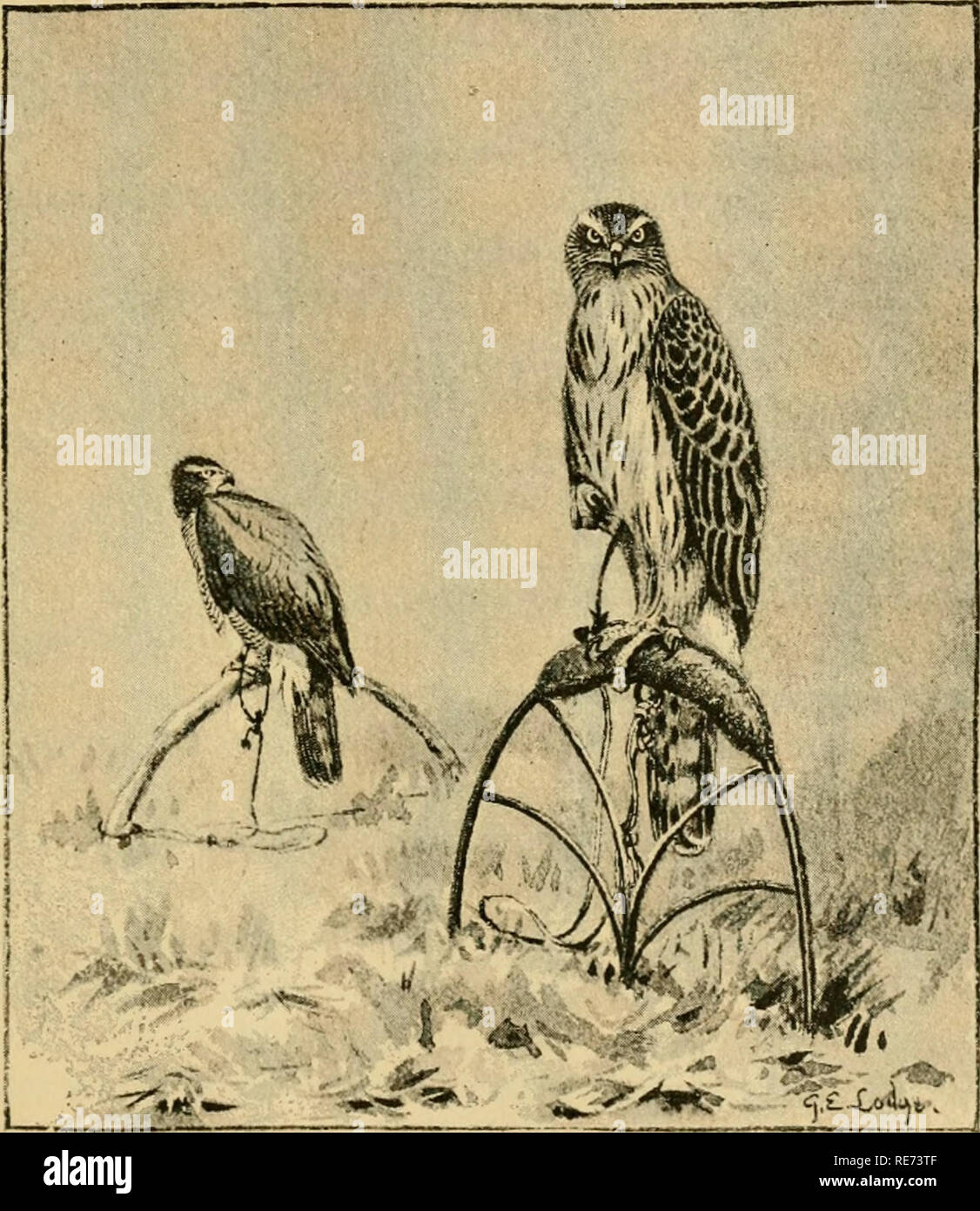 . Coursing and falconry. Coursing; Falconry; CHR 1892; PRO Stewardson, Misses (donor). PERCHES 353 the shelter then- own instinct would teach them to provide for themselves. The author of ' Falconry: its History, Claims, &amp;c.' recom- mends the use of a lean-to shed against a wall, closed at the ends but open in front, as a sheltered and convenient place to. Young goshawk on Captain Salvia's bow-perch keep hawks. From lack of opportunity we have never our- selves tried this form of an open-air mews ; but we can well believe that it would answer extremely well, both in summer and winter, for  Stock Photo