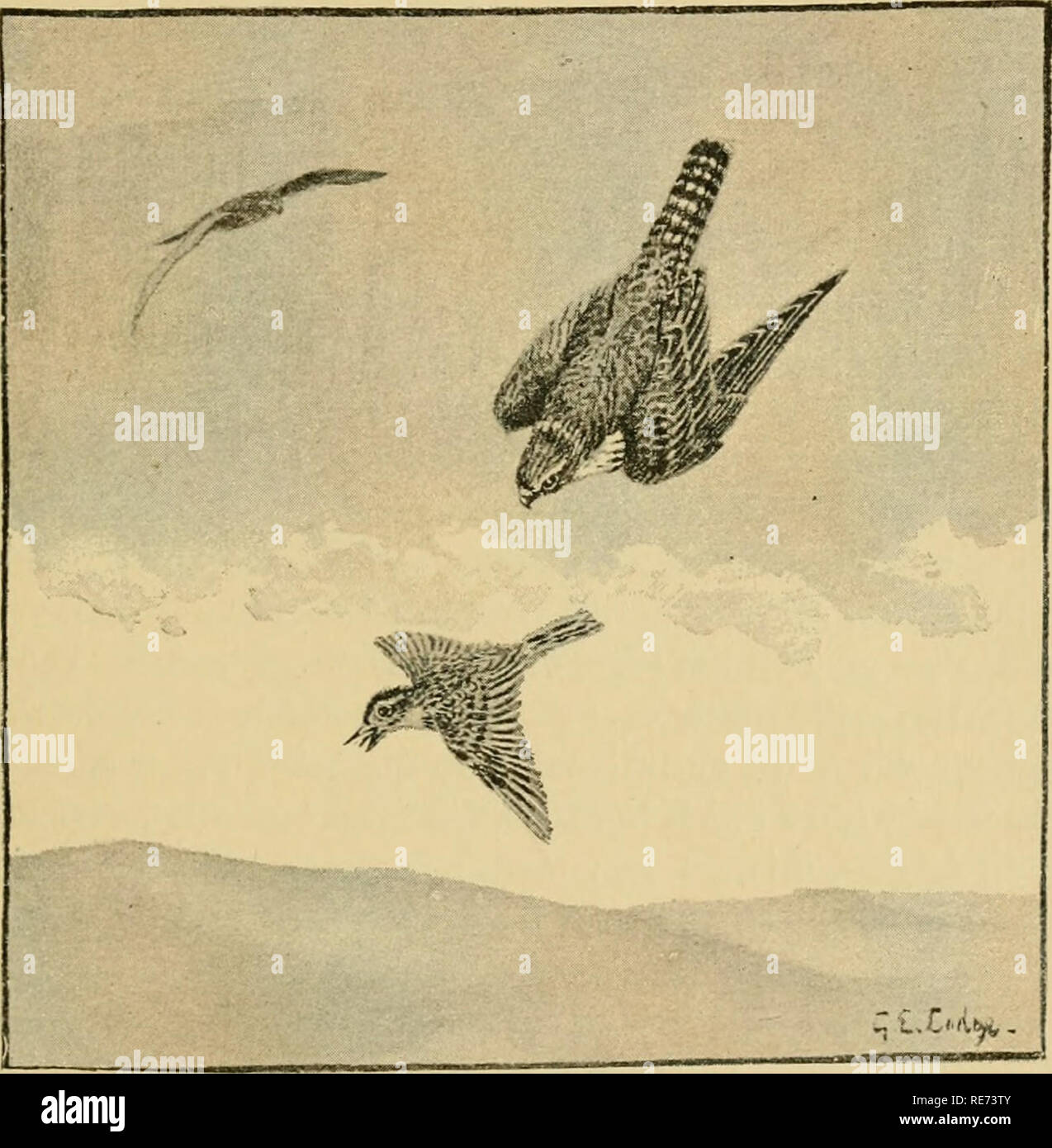 . Coursing and falconry. Coursing; Falconry; CHR 1892; PRO Stewardson, Misses (donor). MERLINS way many times, and have also hacked them, and we have found those reared in a room prove just as good fliers as those that had been hacked. It was also the method employed by Mr. Newcome, who was very successful with these little hawks. Whether hacked or not, merlins will do better loose in a room than on blocks or perches. On days when they are to be. Lark hawking flown they can be taken up, and after being given a few mouthfuls in the morning, set down on small-sized blocks or on the bow-perch (se Stock Photo