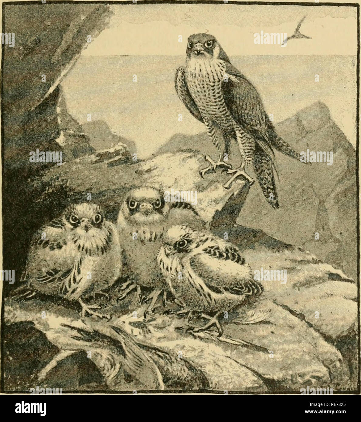 . Coursing and falconry. Coursing; Falconry; CHR 1892; PRO Stewardson, Misses (donor). THE PEREGRINE '-VJ the vile habit of incessant screaming, and to be hot, bad- tempered birds. The nest should be carefully watched with a glass from some coign of vantage until all the down which at first clothes the nestlings is seen to be replaced by brown feathers, and, when this is the case, the birds may be taken.. A peregrine's eyrie This should be done, if possible, towards evening. They should be placed upon long straw (not upon hay), in a hamper '.veil lined with canvas, and sent off at once to the  Stock Photo