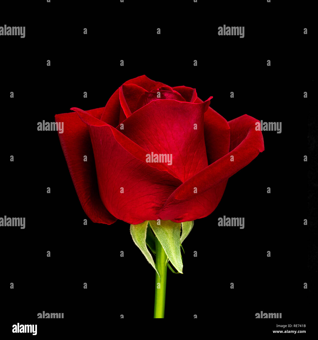 Side view and close-up image of beautiful blooming red rose flower