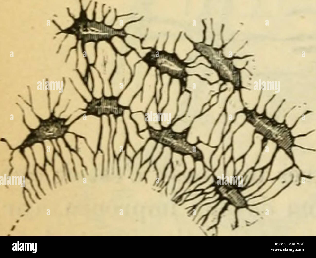 Cellule intestinales hi-res stock photography and images - Alamy