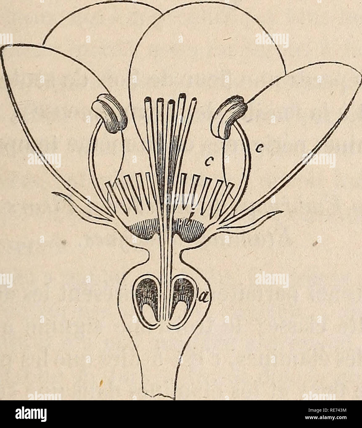 Fleurs De Poirier High Resolution Stock Photography And Images Alamy