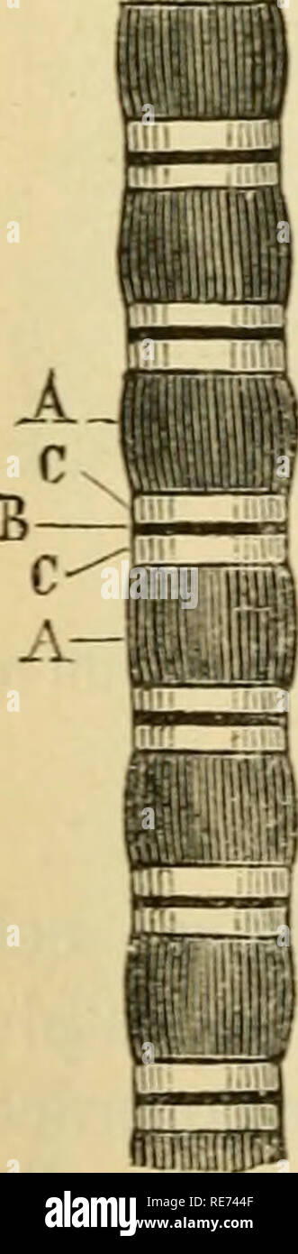 Page 3 Ss 1 High Resolution Stock Photography And Images Alamy