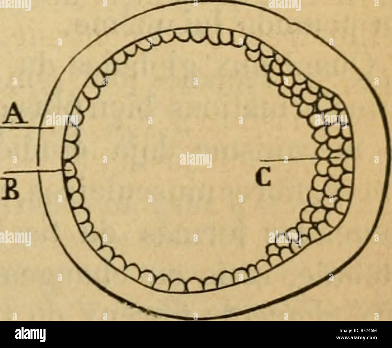 Cours De Physiologie D Apra S L Enseignement Du Professeur Ka Ss Physiology Differentes Espaces De Cellules Pha C Noma Ne Qui Cependant A L A C Tat Physiologique Se Manifeste Pres Que Exclusivement Sous Rinfluonco Du Systa Me Nerveux Une