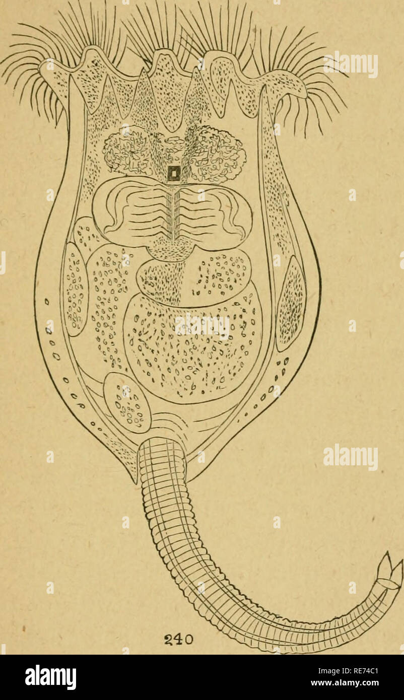 A course in invertebrate zoölogy : a guide to the dissection and comparative study of invertebrate animals. Zoology; Invertebrates. Marvels of Pond-Life. 93 projections ornament the bottom. This lorica is like A course in invertebrate zoölogy : a guide to the dissection and comparative study of invertebrate animals. Zoology; Invertebrates. Marvels of Pond-Life. 93 projections ornament the bottom. This lorica is like