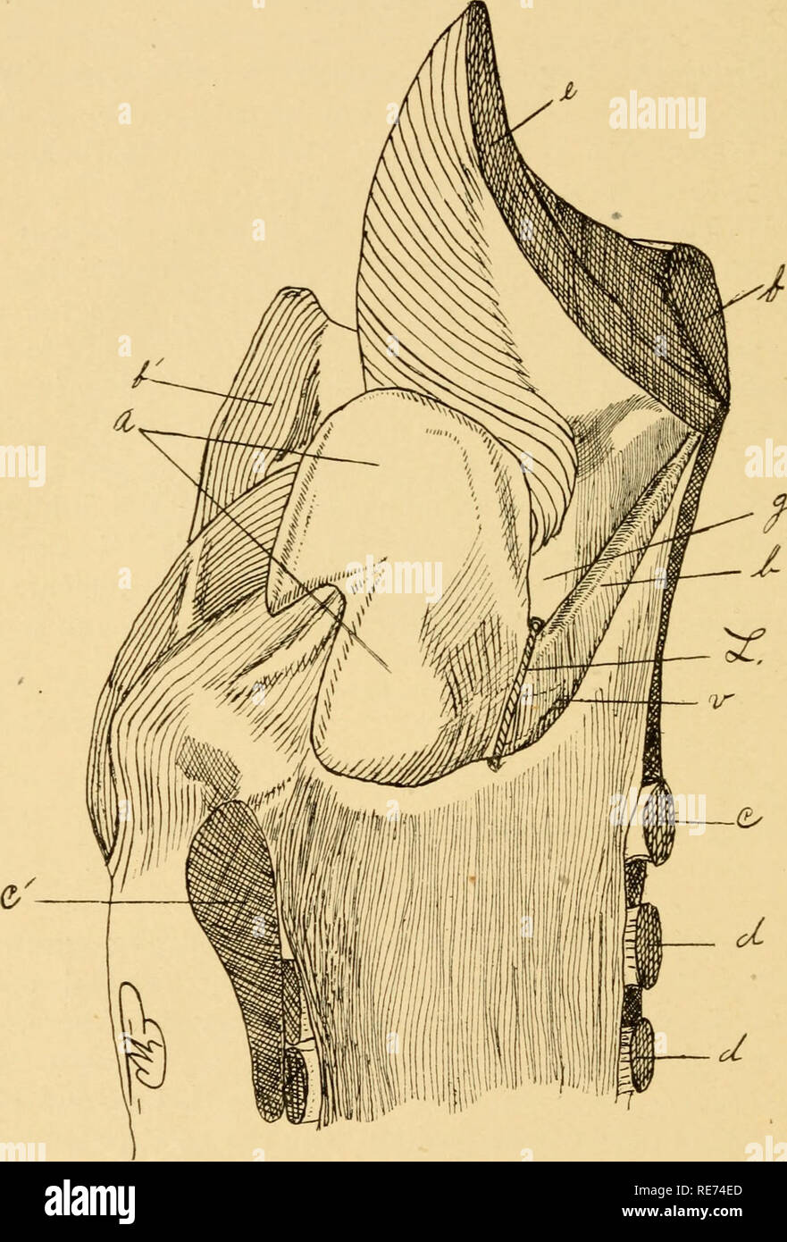 . A course in surgical operations for veterinary students and practitioners. Veterinary surgery. [from old catalog]. 24 A ryte7ioidrraphy. wound with retractors and control all hemorrhage before proceeding further. ^. Fig. II.—Median longitudinal section of the larynx, showing location of the ligature in arytenoidrraphy (diagrammatic), a, The left arytenoid cartilage ; b, left vocal cord ; c, cricoid cartilage ; c', bezePof cricoid cartilage ; d, d', tracheal rings ; e, epiglottis ; f, base of the thyroid cartilage ; f left ala of thyroid cartilage ; g, supraglottal sinus ; ^', dotted lines r Stock Photo