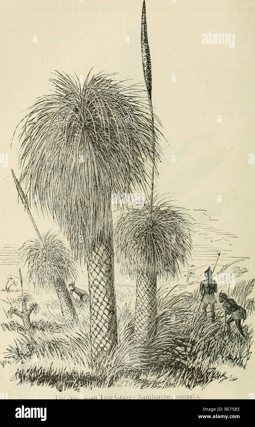 The Country Gentleman S Magazine Agriculture Agriculture Great Britain 138 The Country Gcntliiiaits Magazine Excelled We Have Secured From Mr Popularly Known As Black Boys Grass Gum Williams Of The Victoria The Country Gentleman S Magazine Agriculture Agriculture Great Britain 138 The Country Gcntliiiaits Magazine Excelled We Have Secured From Mr Popularly Known As Black Boys Grass Gum Williams Of The Victoria