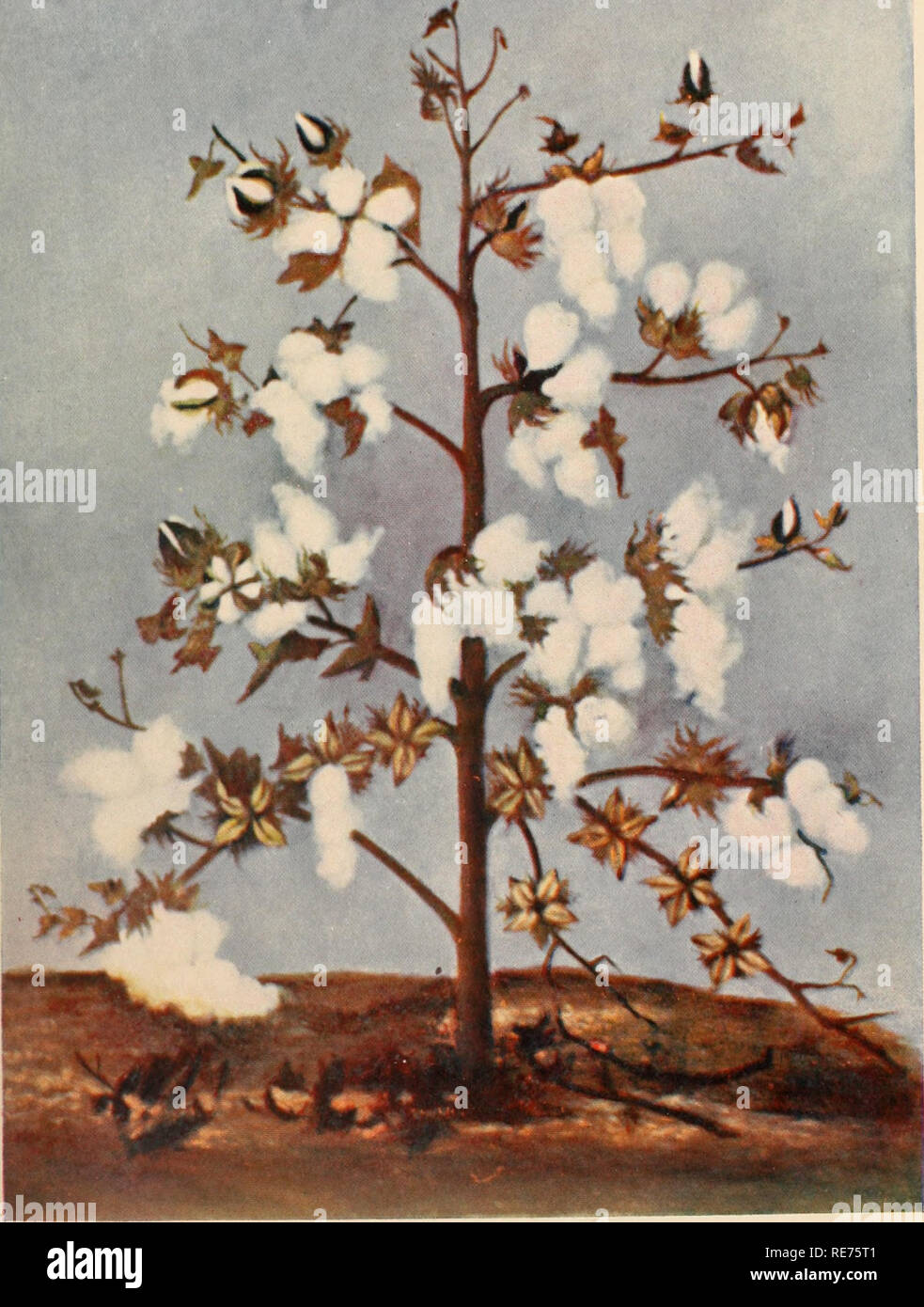 cottonseed plant images