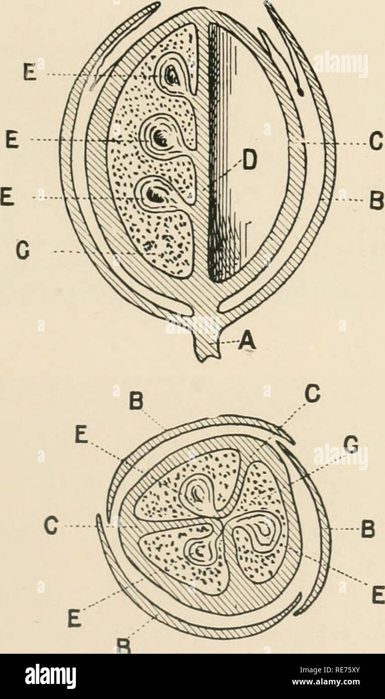 . Cotton its uses, varieties, fibre structure, cultivation, and