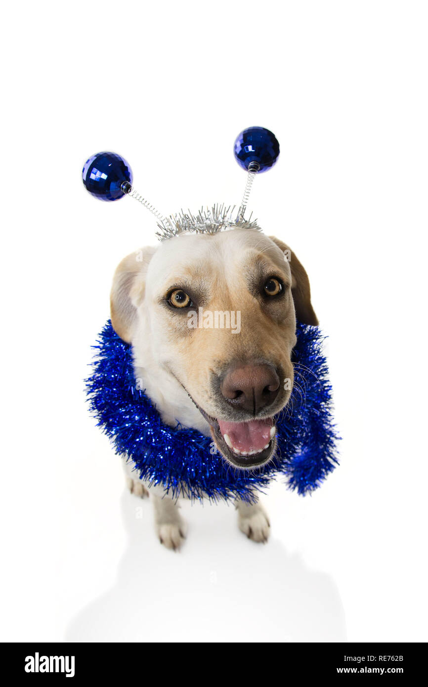 FUNNY DOG PARTY. BIRTHDAY OR NEW YEAR. LABRADOR RETRIEVER WITH A HEADBAND O DIADEM WITH BLUE DISCO BALL BOPPERS LIKE A ALIEN AND A TINSEL GARLAND.ISOL Stock Photo