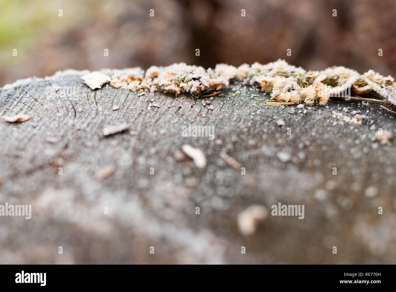 Close up of fungus with ice crystals in winter on a stub Stock Photo