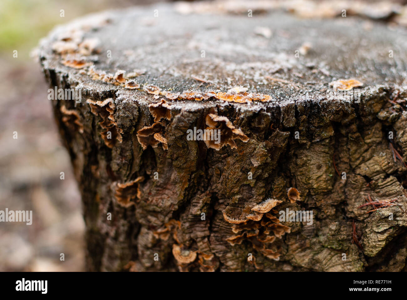 Close up of fungus with ice crystals in winter on a stub Stock Photo
