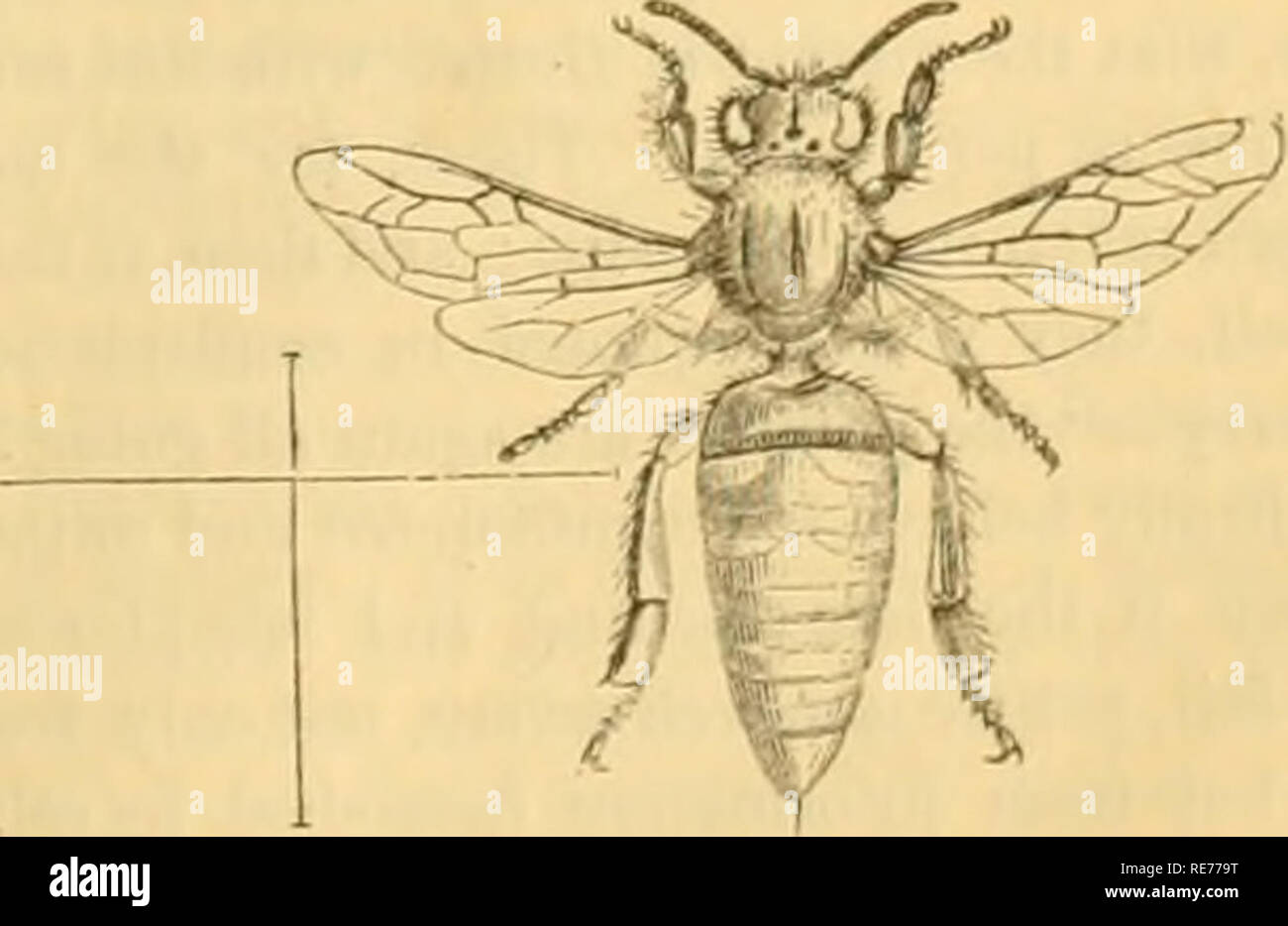 . The Cottage gardener. Gardening; Gardening. AuarsT '^i.'] THE COTTAGE GARDENER. WEEKLY CALENDAR. 911 M U W U Tn AUGUST 22â28 1850. Weather near Lo 1849. idon Sun Rises. Sun Sets. Moon U. &amp; S. Jfoon's ABC. Clnck hcf.Sun. Pay of Vcar. I&quot; Golil Spot lilolh seen. T 70Â°â57&quot;. S.W. Fine. 58 n. 4 8 a. 7 rises Â© a 44 234 â a F Starlings flock topcthor. T 70Â°â54&quot;. S.W. Pine. V 7a.37 236 n s T 77Â°â.13&quot;. N.E. Fine. 1 17 2.1 I3Si:n. AFT. TuiMTV. Wir gcd Ants migrate. T 77Â°-52Â». S.W. Fine. 3 1 8 22 1 57 237 â f(i lf Princr Albket born, 1819. T 79'âin'. S.W. Fine. 4 VI 8 44 1 Stock Photo