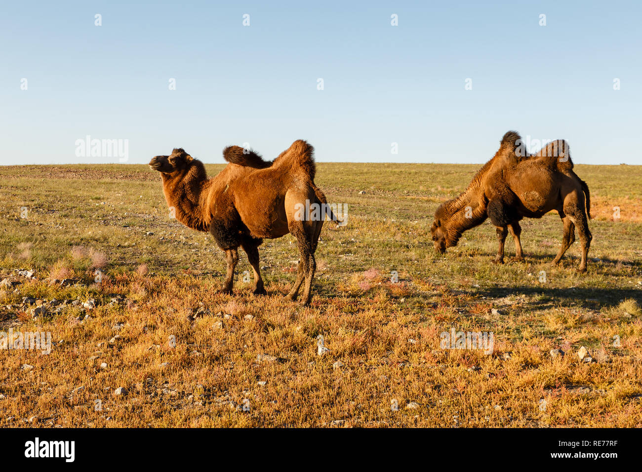 Two Hump Camels Stock Photos & Two Hump Camels Stock Images - Alamy
