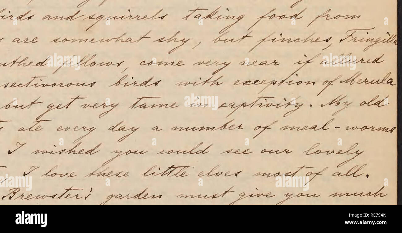 Rudolf Blaschka Letters To Walter Deane Botanists Correspondence Ce Lt A 7 T U Ty S Te Y T E Y Tzf Zf T T F Cyf E Y 7 Gt Yjl Ts Z C Amp Su Gt Cr Ty S R R S