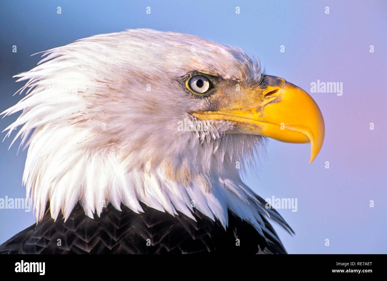Eagle head portrait hi-res stock photography and images - Alamy