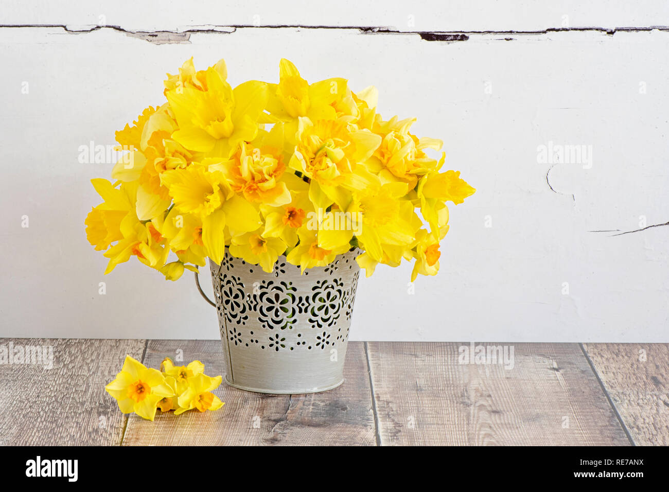 Close-up, Still-life image of beautiful spring flowering, yellow Narcissus, Daffodils arranged in a ornate grey bucket. Stock Photo