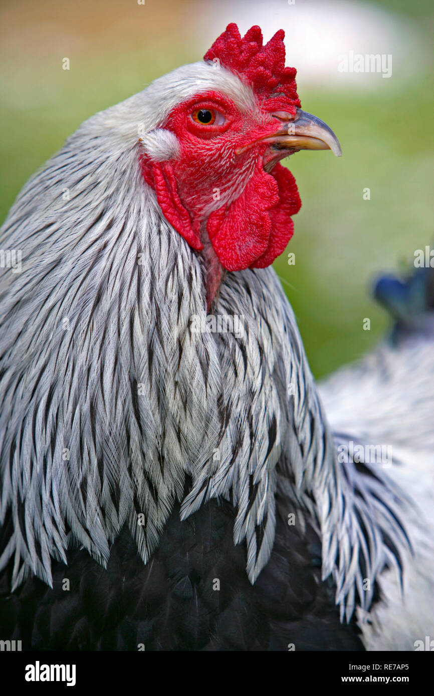 Brahma Rooster, portrait close up Stock Photo
