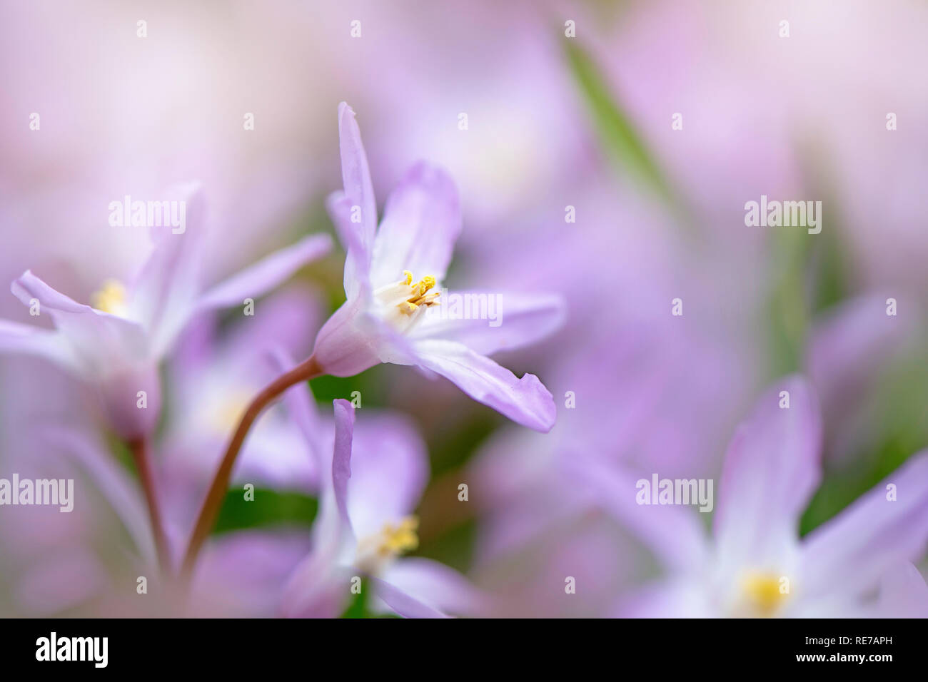 Close-up image of the spring flowering Chionodoxa luciliae, the Bossier's glory-of-the-snow or Lucile's glory-of-the-snow, Stock Photo