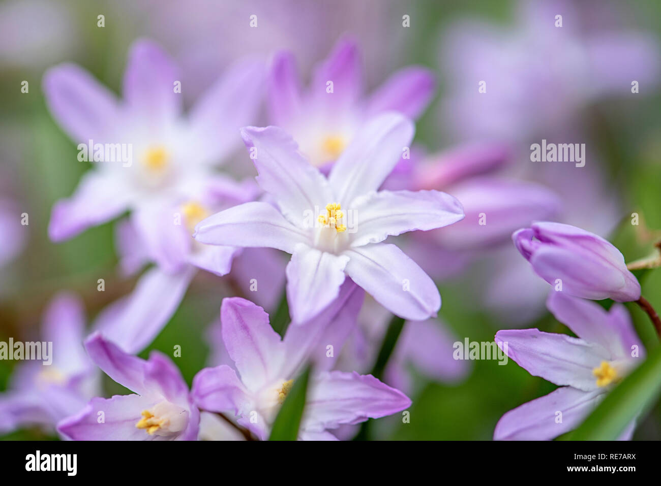 Close-up image of the spring flowering Chionodoxa luciliae, the Bossier's glory-of-the-snow or Lucile's glory-of-the-snow, Stock Photo