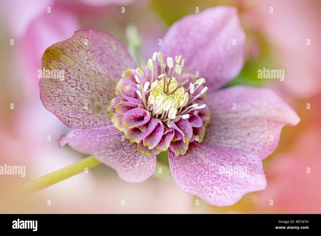 Close-up image of the beautiful winter flowering, pink Hellebore flower 'Tutu' also known as the Lenten Rose or Christmas Rose Stock Photo
