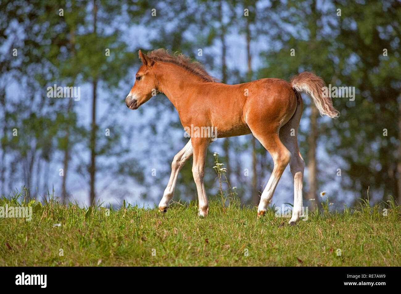 Cute few week old Welsh Pony Colt walking on meadow with lush green trees in background. Stock Photo