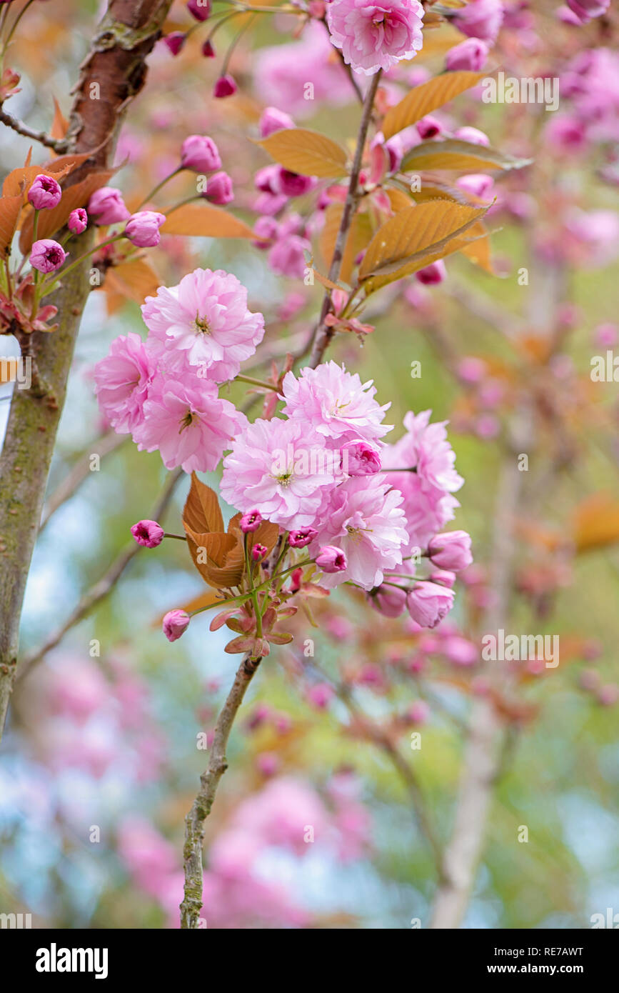 Close-up image of the beautiful spring flowering, pink Cherry Blossom flowers Stock Photo