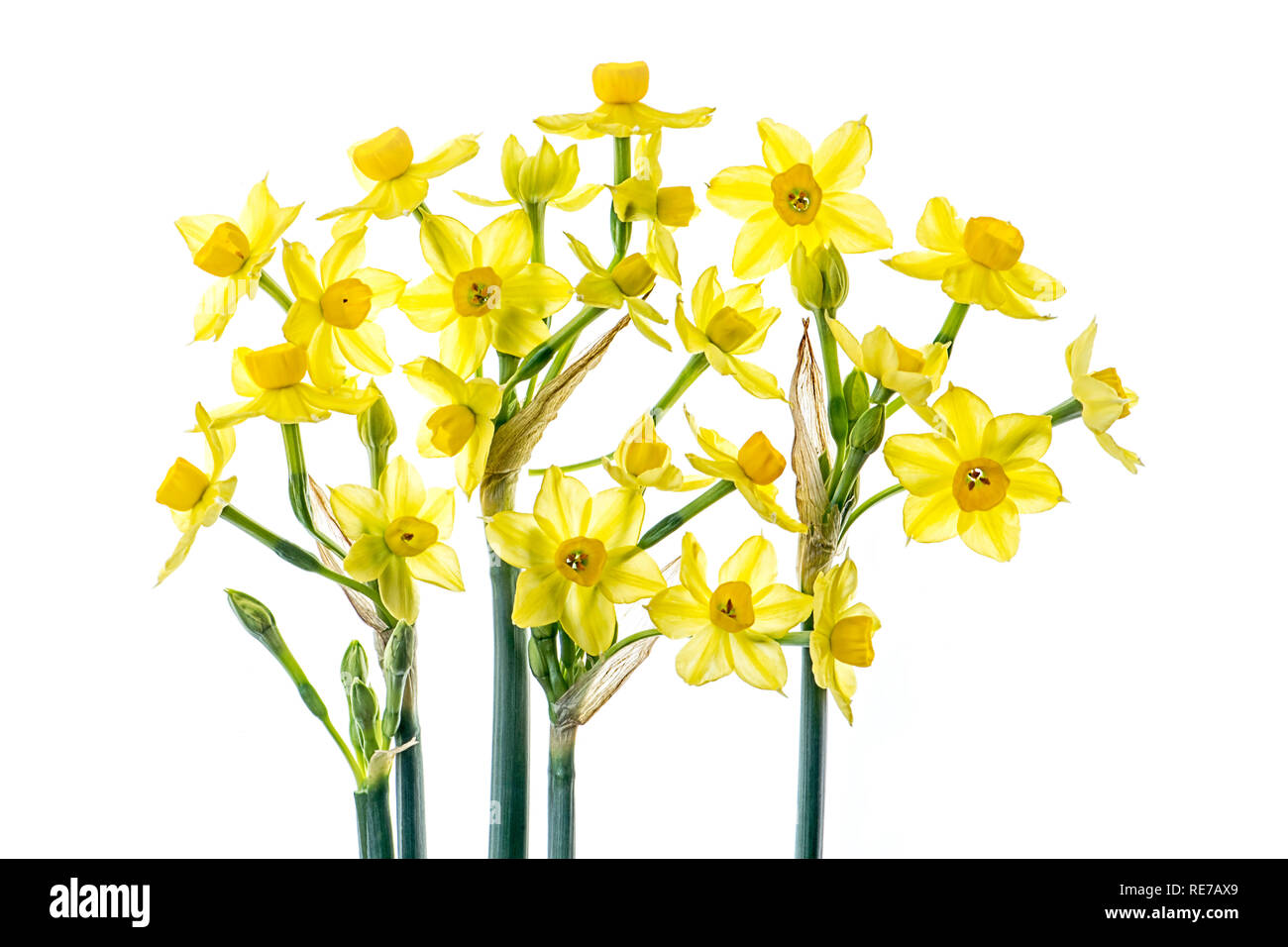 Close-up, High-key image of beautiful spring flowering, yellow Daffodil flowers also known as Narcissus Stock Photo