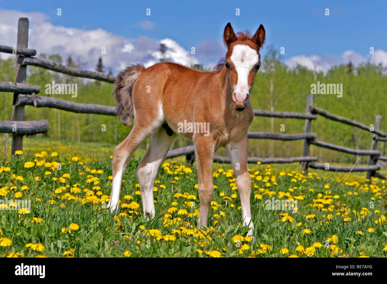 Welsh Mountain Pony Colt, few weeks old, standing in meadow of flowers Stock Photo