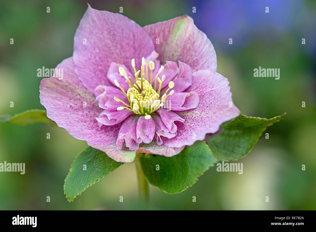 Close-up image of the beautiful winter flowering, pink Hellebore flower also known as the Lenten Rose or Christmas Rose Stock Photo