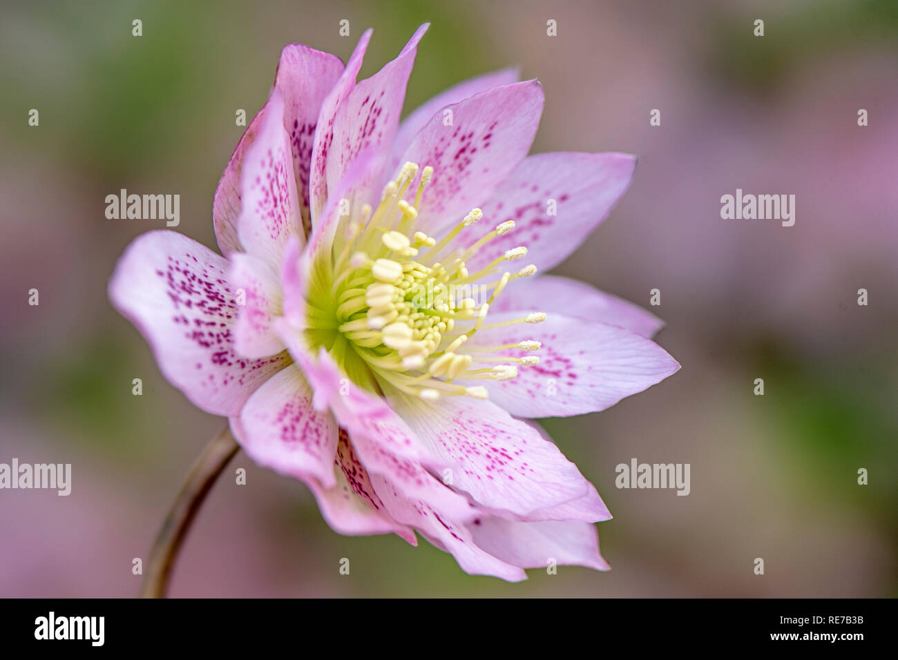 Close-up image of the beautiful winter flowering, pink Hellebore double flower also known as the Lenten Rose or Christmas Rose Stock Photo