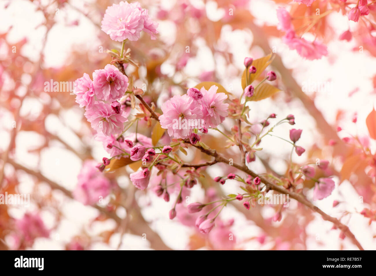 Close-up image of the beautiful spring flowering, pink Cherry Blossom flowers Stock Photo