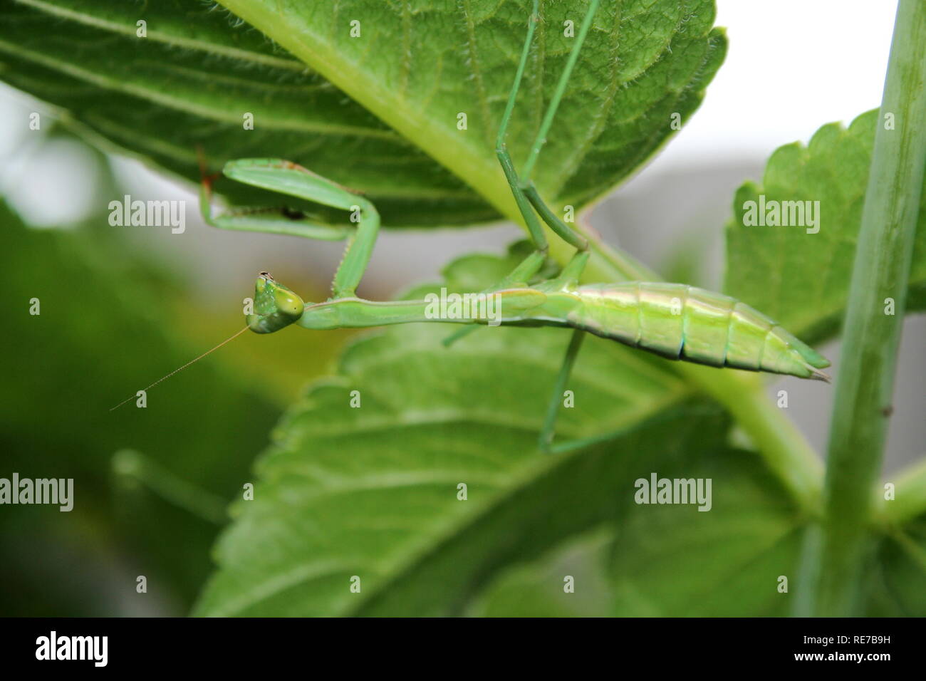 Green Praying Mantis on the underside of a Dahlia tree leaf Stock Photo