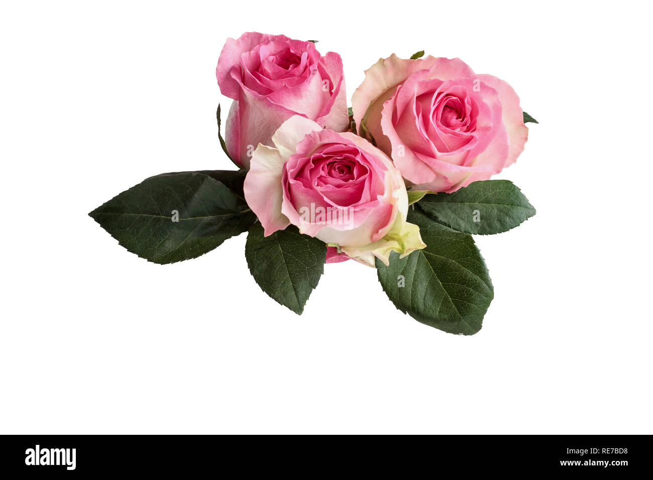 Three beautiful pink and white rose flowers with leaves isolated over a