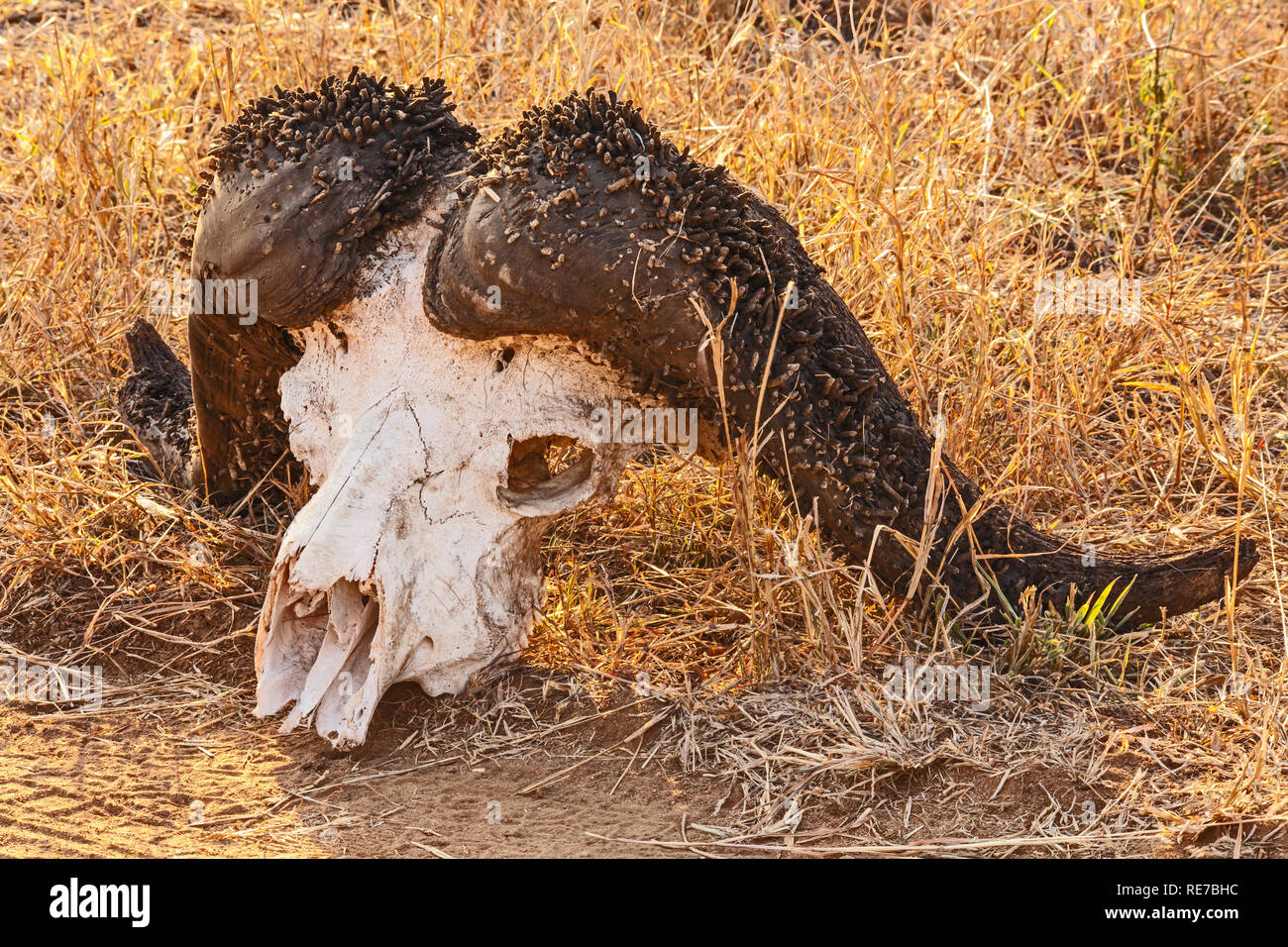 Cape Buffalo Skull Stock Photo - Alamy