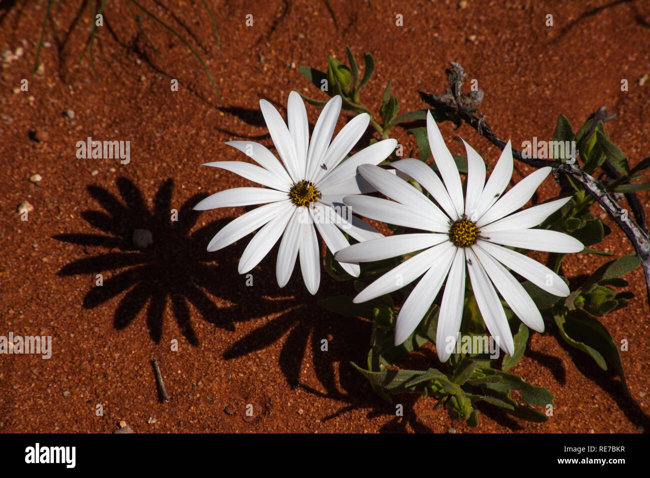 White Daisies on red sand Stock Photo