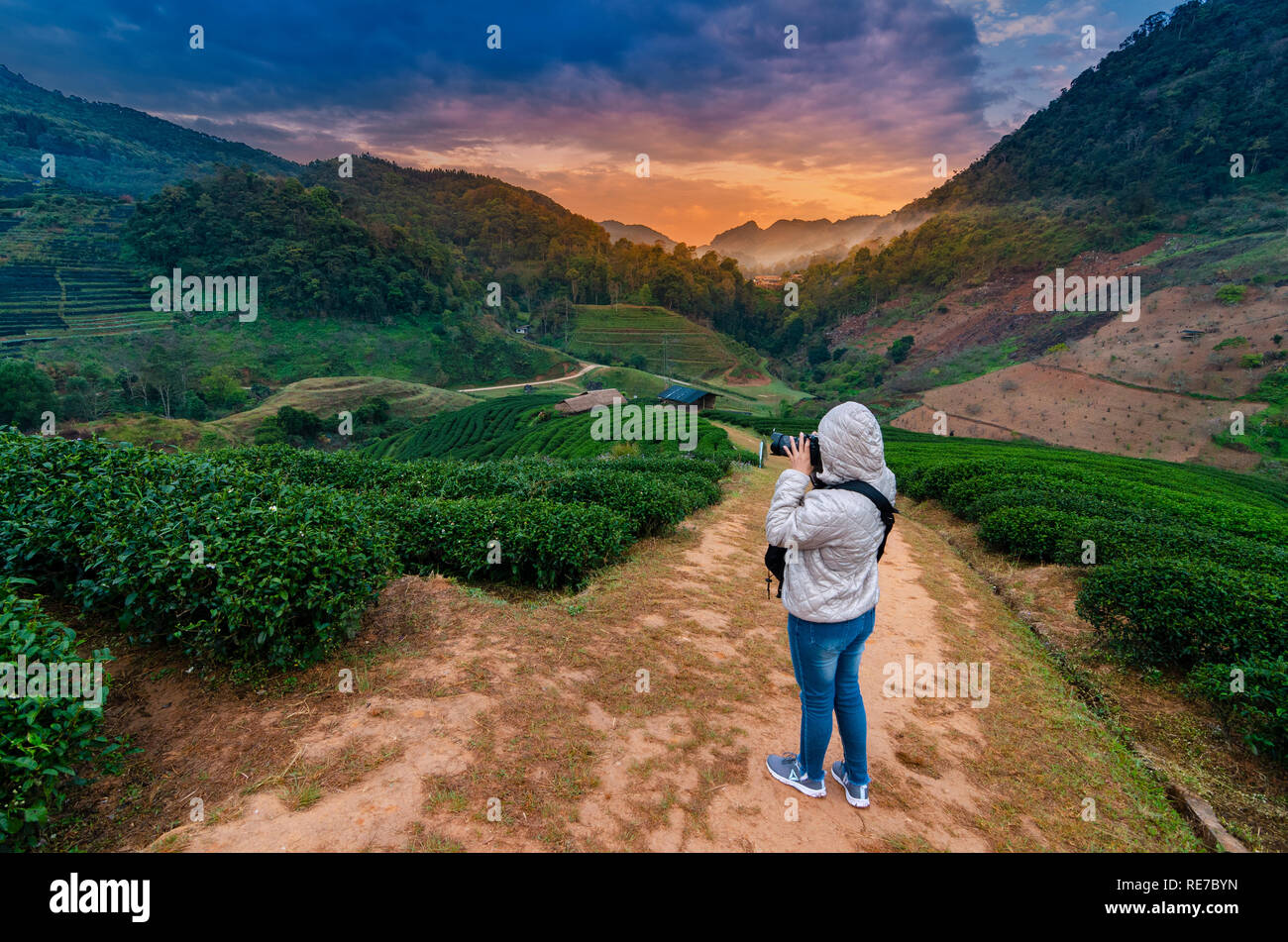 Tea farm organic Tea farm 2000 Doi Ang Khang Chiang Mai Thailand in the morning Stock Photo