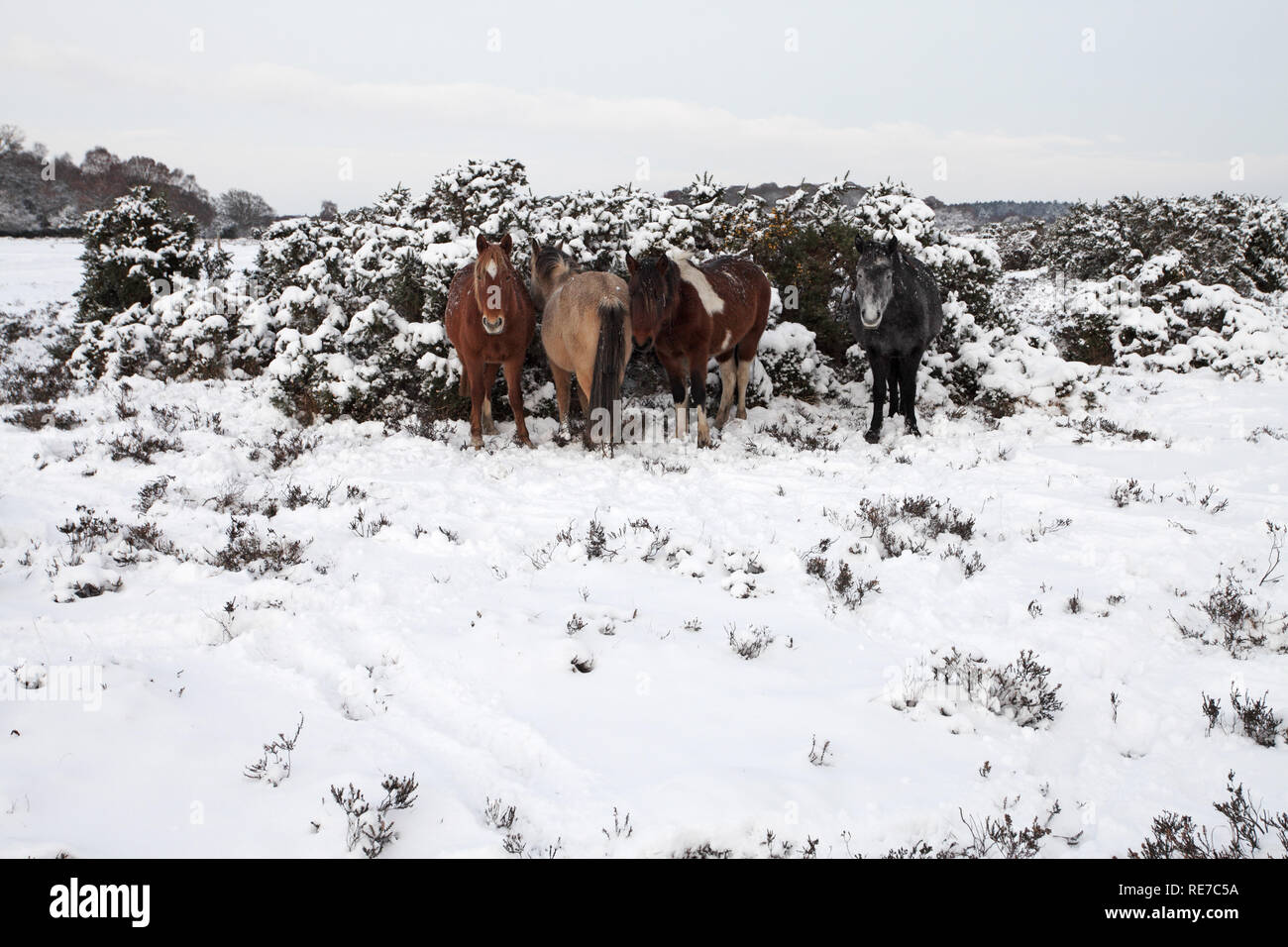 New Forest ponies sheltering by gorse bushes on Ocknell Plain New Forest National Park Hampshire England Stock Photo