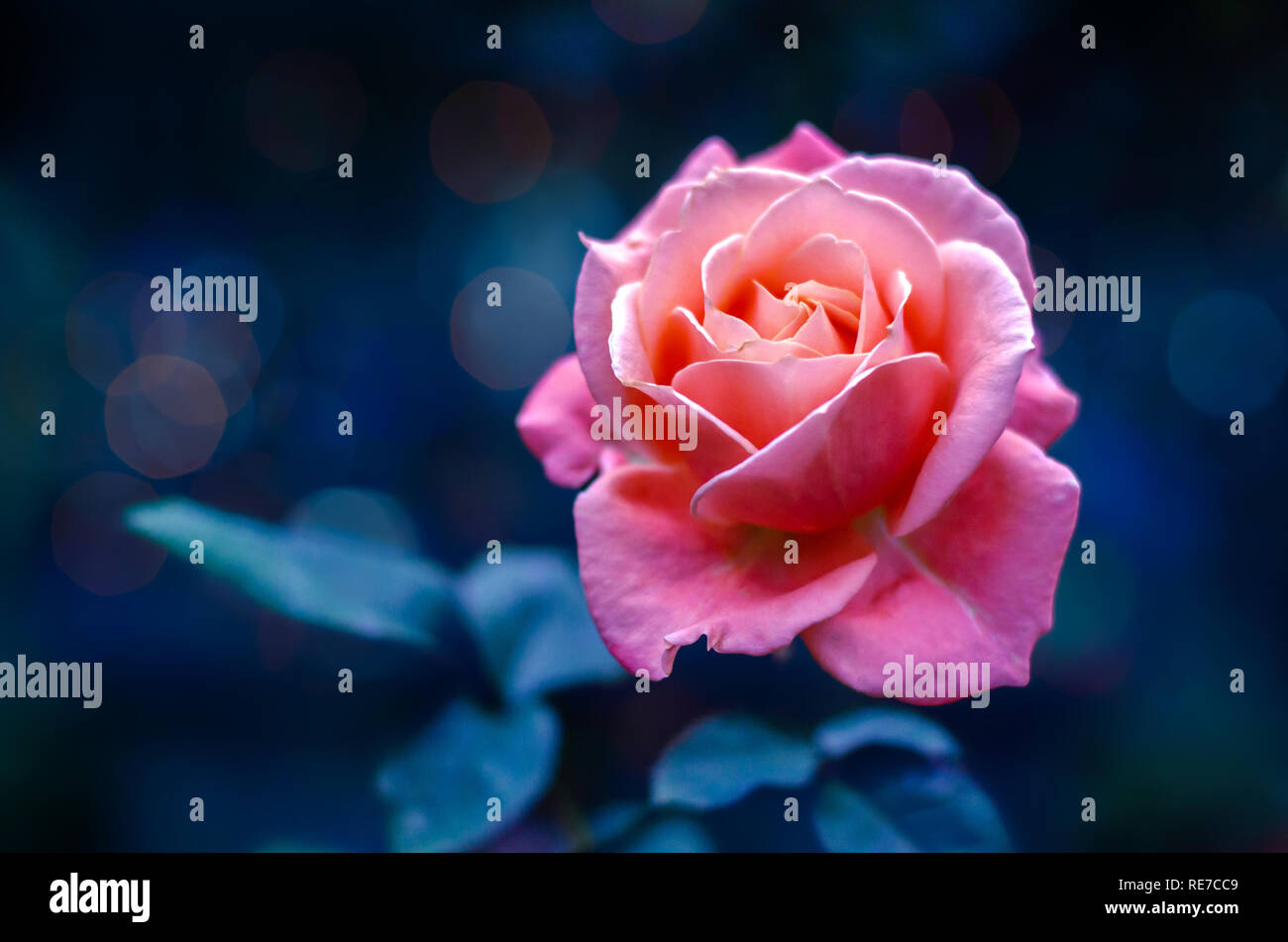 Pink roses light Bokeh blue background Valentines Day Stock Photo