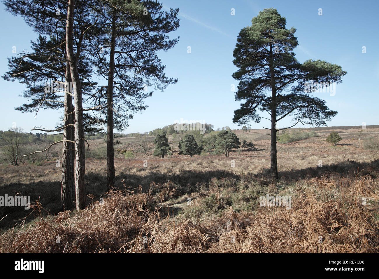 View Across Blackensford Bottom To Soarley Beeches New Forest National Park Hampshire England Uk Stock Photo Alamy