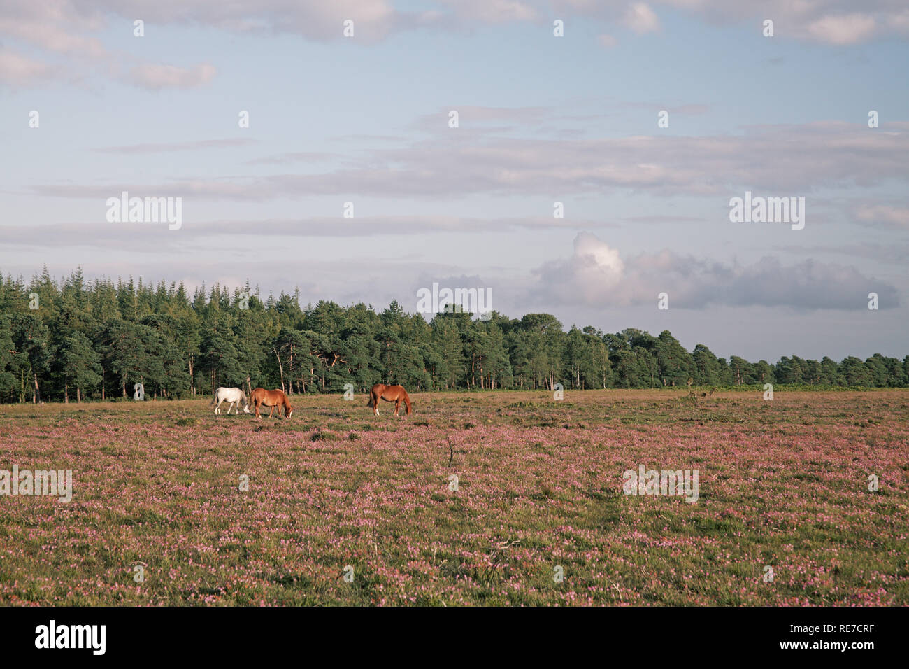 Ponies on Ocknell Plain with Slufters Inclosure beyond New Forest National Park Hampshire England UK Stock Photo