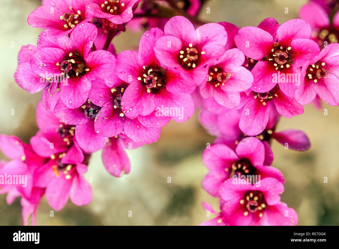 Bergenia 'Pink Dragonfly' close up flower Stock Photo
